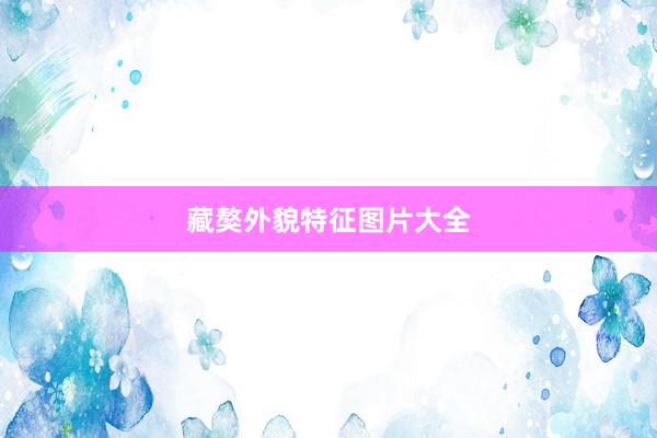 藏獒外貌特征图片大全